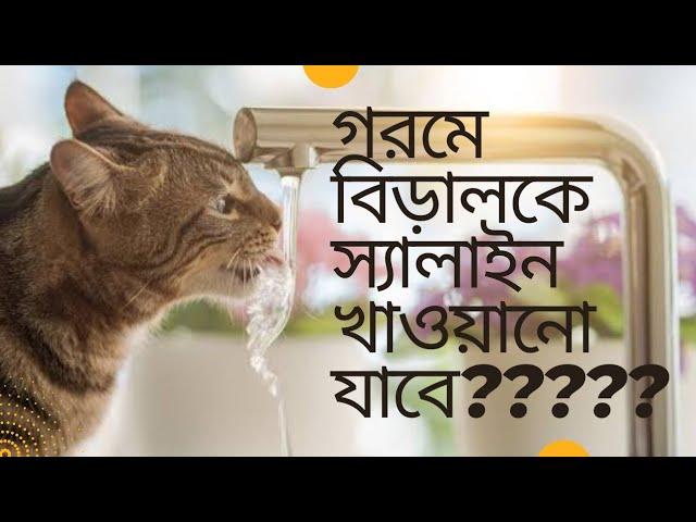 এই গরমে বিড়ালের যত্ন/salaine is good or bad for cat? How to make salaine for cat? #catsummercare