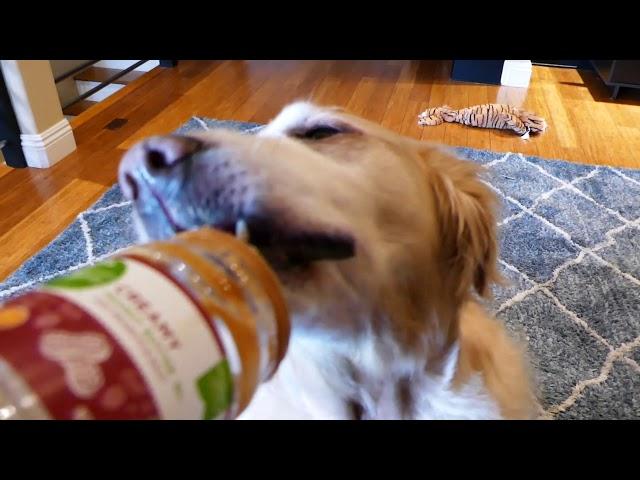 Dog ASMR 1 Hour - Dog Licking Peanut Butter Out of an Empty Jar - Golden Retriever