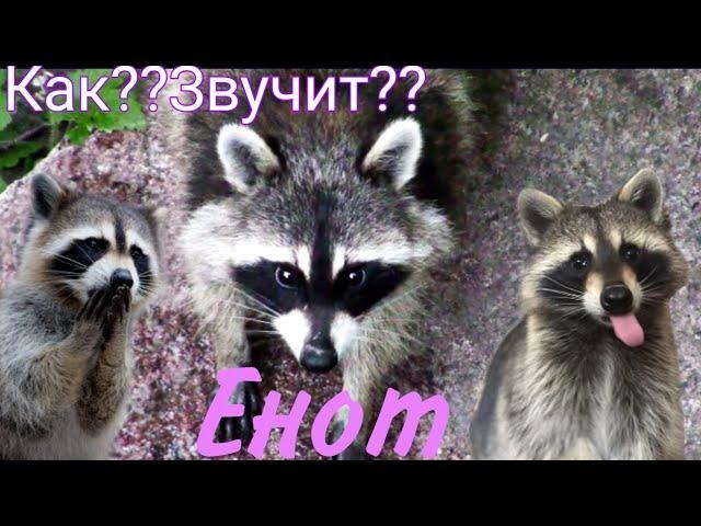 Как???Говорит Енот?? Звук Енота