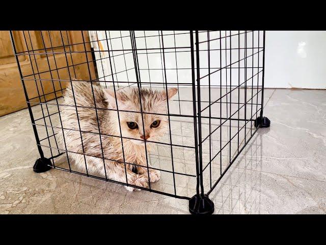 Mint kitten - How to dry a cat without scratching?