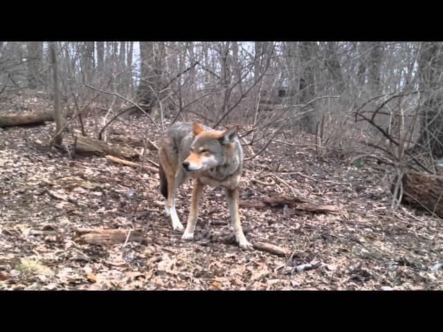 A Quiet Encounter With A Red Wolf