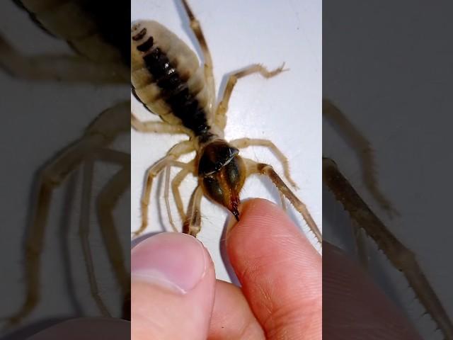 Camel Spider bite! #spider