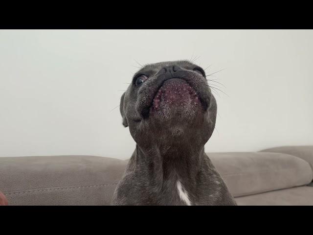 French Bulldog Barking for attention…