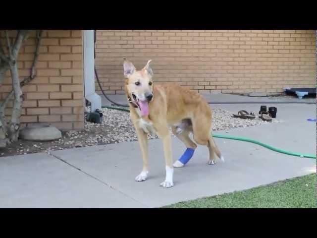 Dingo walking Update