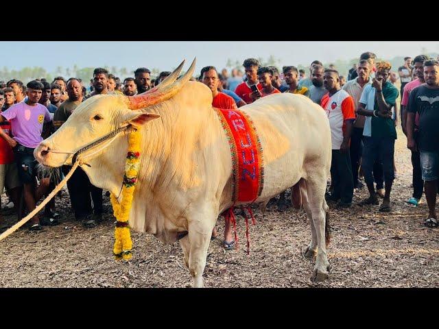 Bull  fight. Arjun vs Akbar . Arjun win