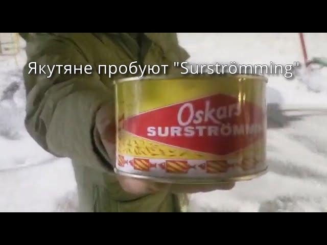 Якутяне пробуют Шведский деликатес surströming