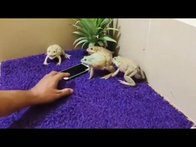 Орущие Жабы | Орущие  Лягушки  | Приколы | Смешные Видео #trend  #shorts  #tiktok  #хочуврек