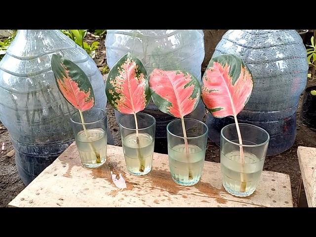 how to grow aglaonema from cutting leaf