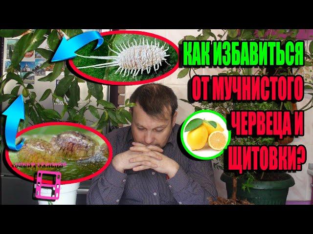 КАК БОРОТЬСЯ СО ЩИТОВКОЙ И МУЧНИСТЫМ ЧЕРВЕЦОМ НА КОМНАТНЫХ РАСТЕНИЯХ? ЭКЗОТИКА НА ПОДОКОННИКЕ 22-10