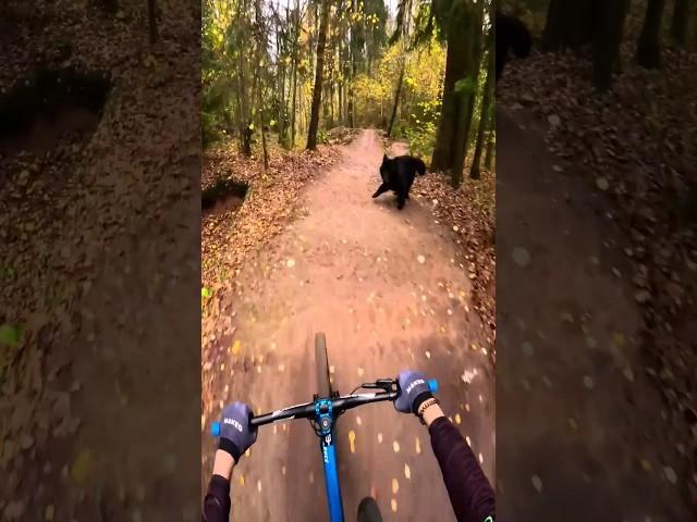 Have you seen this cutie before #mtb #dirtjumper #anatoly_brv #todayweride #mtblife #animals "