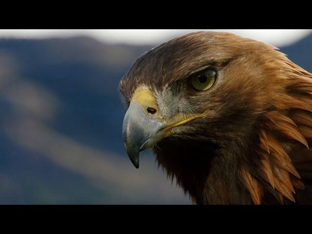 POV: Eagle Flight | Natural World: Super Powered Eagles | BBC Earth