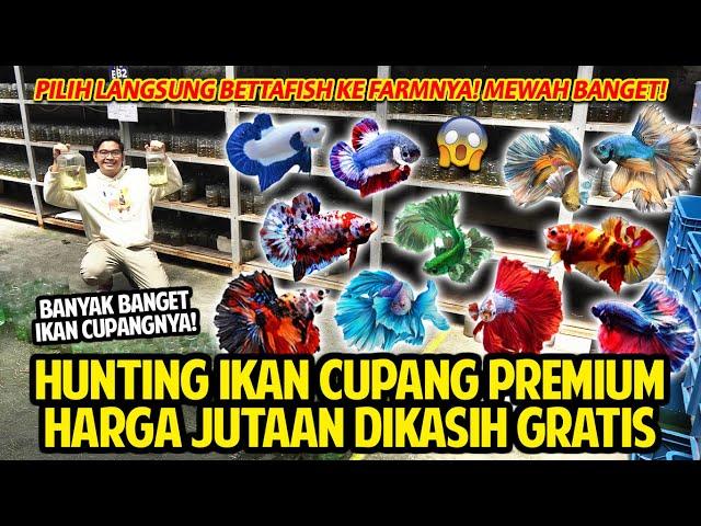 HUNTING IKAN CUPANG PREMIUM! HARGA JUTAAN DIKASIH GRATIS! PILIH LANGSUNG KE FARMNYA! MEWAH BANGET!