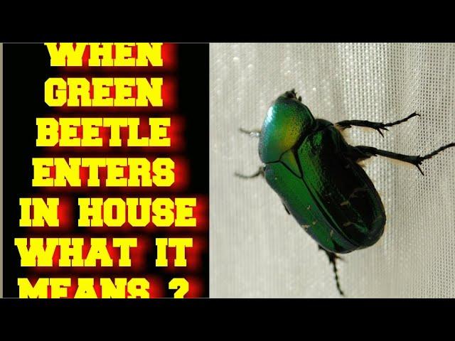 WHEN A GREEN BEETLE ENTERS IN YOUR HOUSE WHAT DOES IT MEAN ?