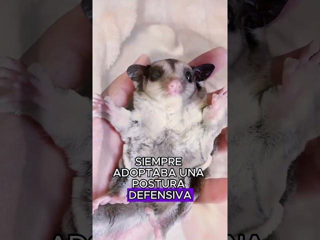 The little sugar glider regards the cat as its mother #animals #Friendship #Us