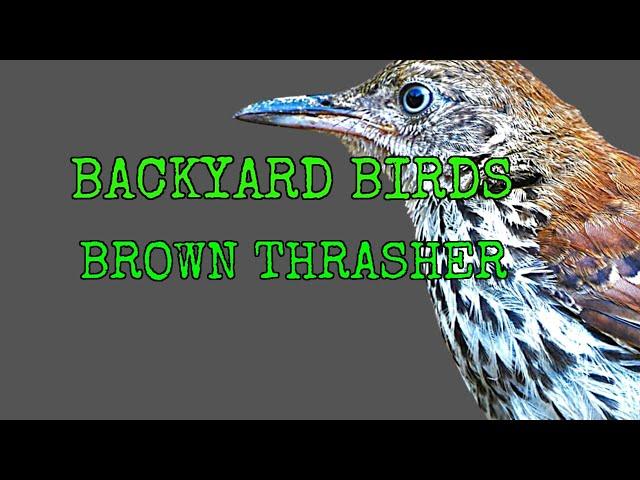 BACKYARD BIRDS  [ Brown Thrasher ]  #SHORTS