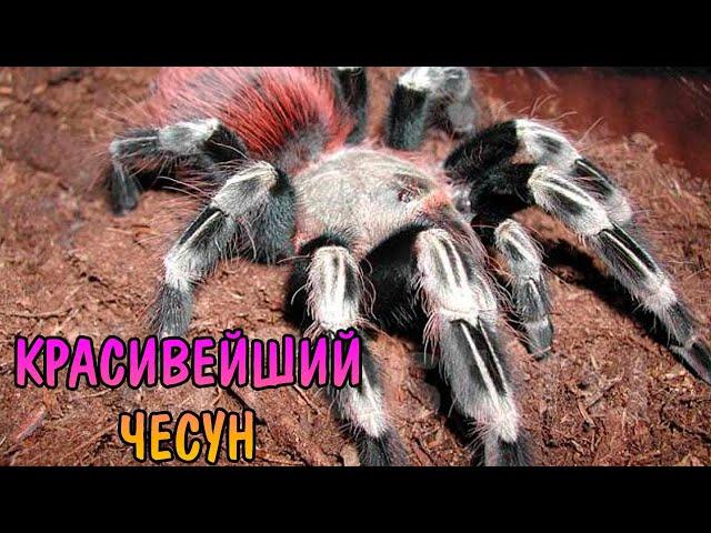 НАНДУ ХРОМАТУС ( Nhandu chromatus )