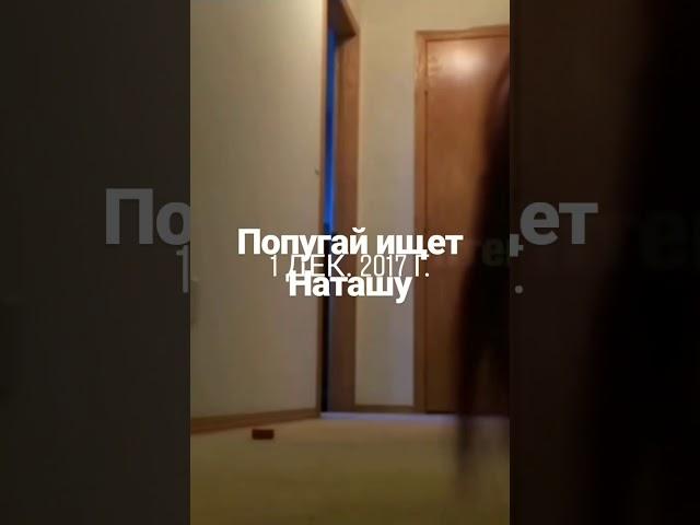 Попугай ищет Наташу