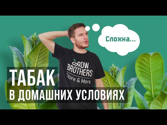 Табак в домашних условиях. Трудности выращивания | GrowBrothers