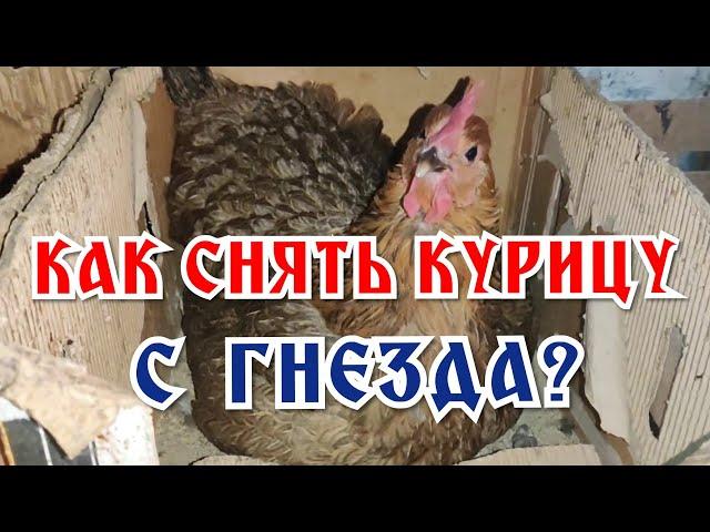 Как снять курицу с гнезда: мой 100%-ный способ