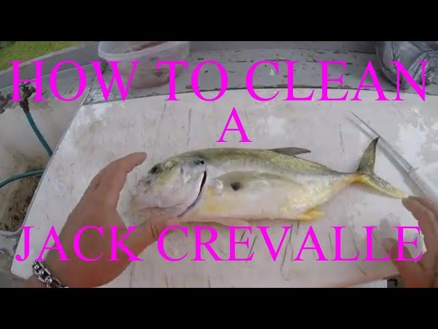 HOW TO CLEAN A JACK CREVALLE