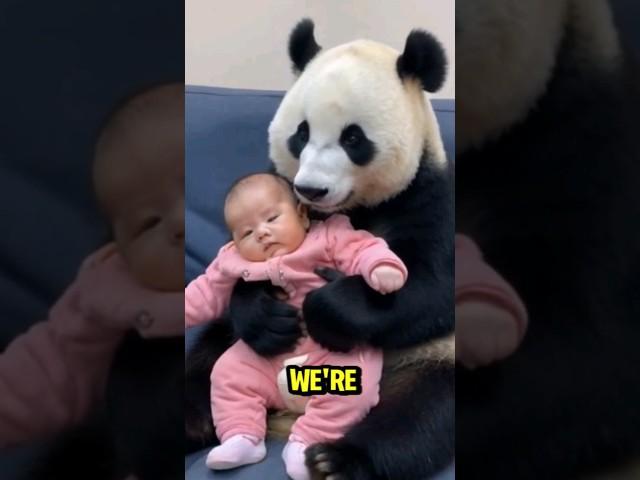 panda is looking after a small child #animals #cute #funny #funnypanda #funnyshorts #pandachina