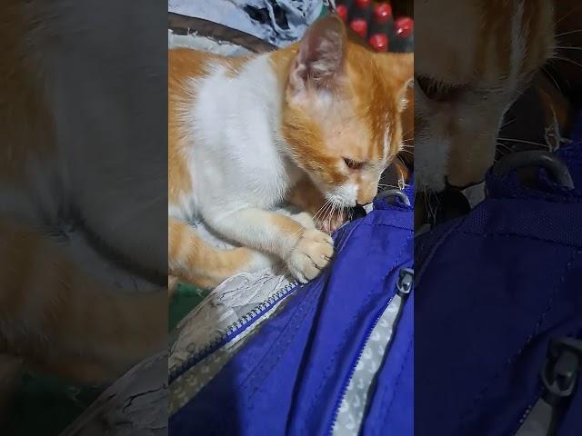 Yum yum yum#cats #cute #crazy