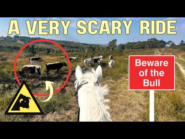 POV scary ride! Bulls, Wild horses and more - This Esme Ad