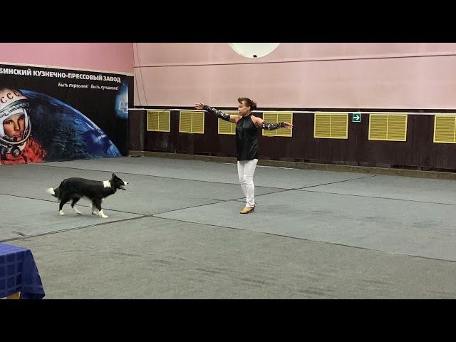 Танцы с собаками. Dog dance. Бельтюкова Татьяна & LEIA. Танец "Лирическая Латина"  27.11.2021 г.