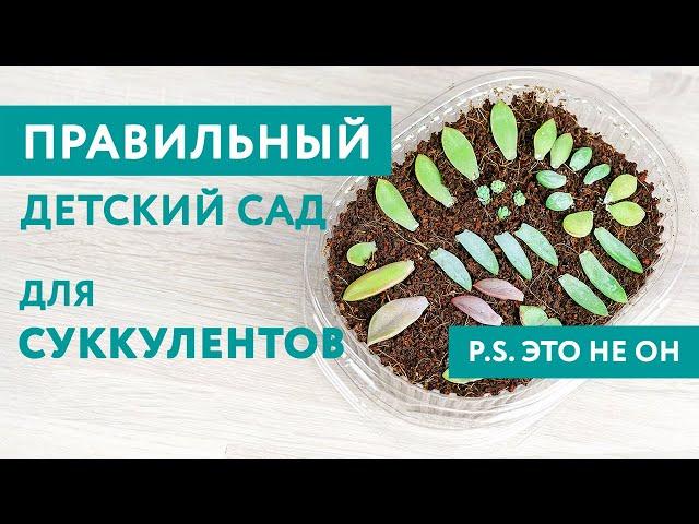 С отрыва листа до получения детки: как укоренить лист суккулента