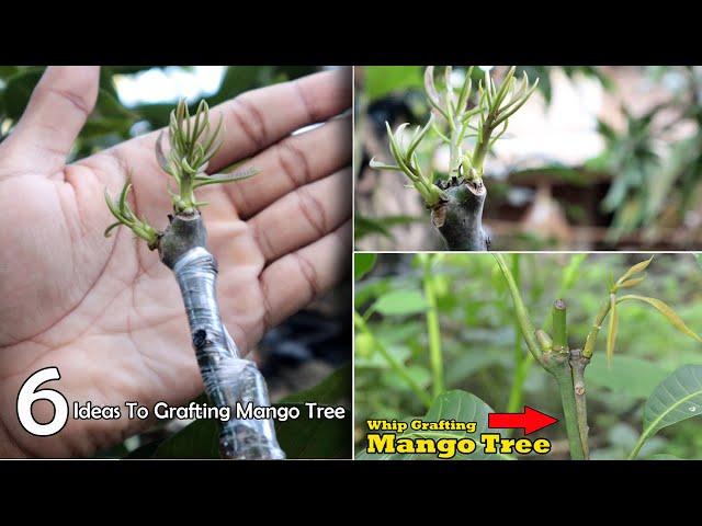 6 Ideas To Grafting Mango Trees