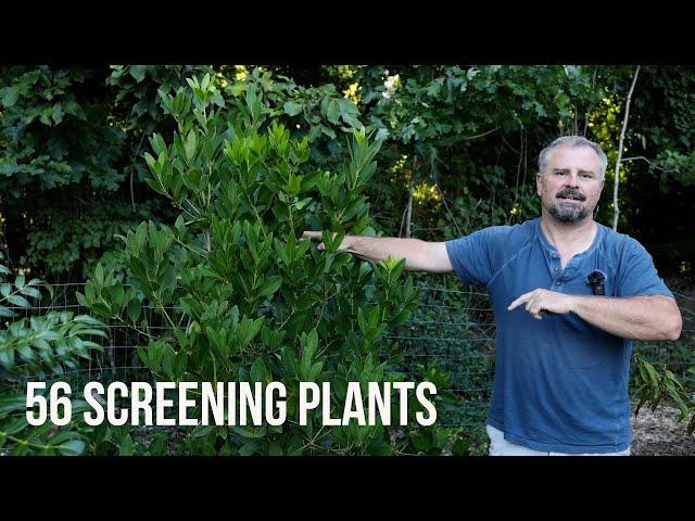 50 Plus! Screening Plants - Border, Corner Foundation, and Hedge Plants