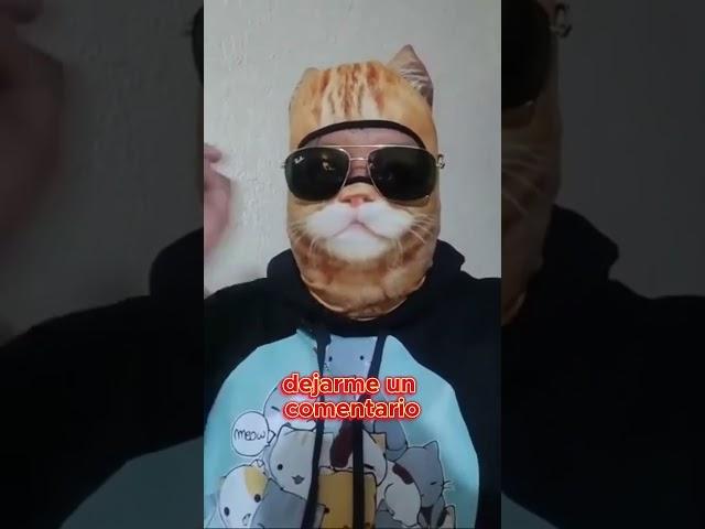 Soy el gato de la azotea y te compartire videos de mis gatos