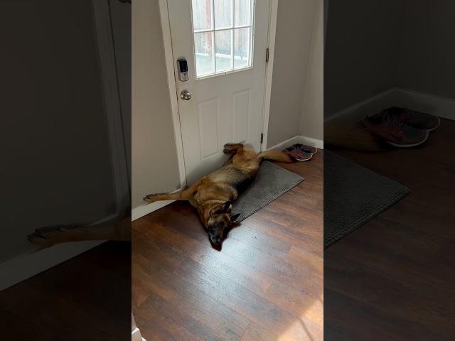 Remy is such a silly sleeper #cutedog #dog #germanshepherd