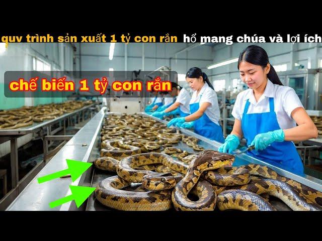 Quy Trình Sản Xuất Chế Biến 1 tỷ Con Rắn Hổ Mang chúa || review giải trí