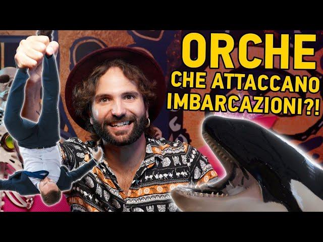 Le ORCHE stanno attaccando le IMBARCAZIONI?!