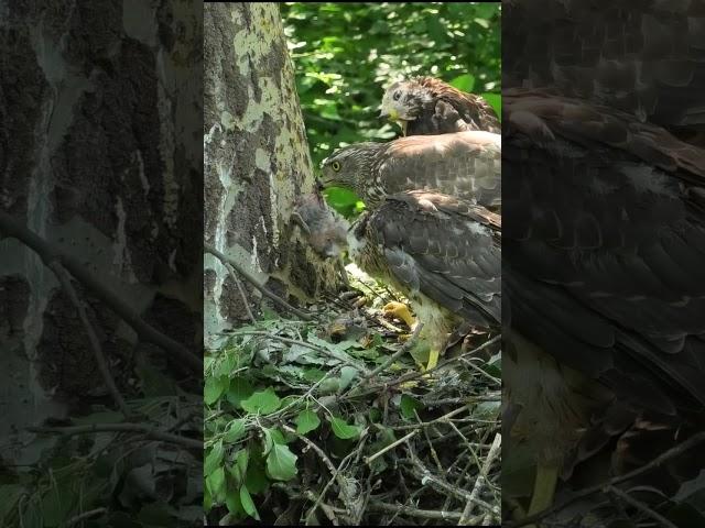 #bird #nature #goshawk #тетеревятник