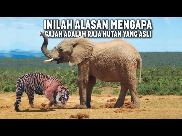 Bahkan Harimau  Pun Tunduk Dihadapan Raja Hutan yang Sebenarnya ~  Gajah Vs Harimau Vs Singa