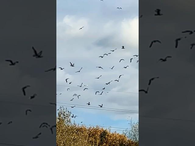Microbat 5000 Is So Gull-ible! #birds #avian #nature