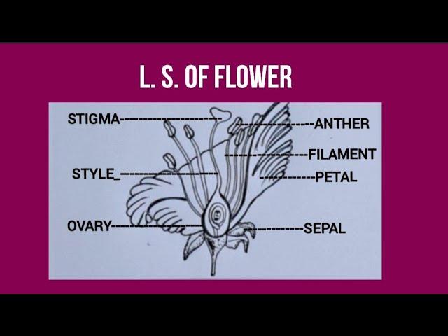 How to draw L. s of flower easily#X science NCERT important diagram / L. S. od flower diagram