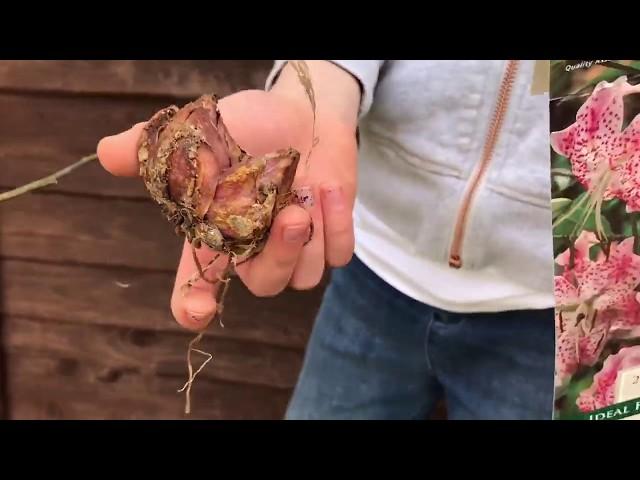 How to plant speciosum rubrum Lilies