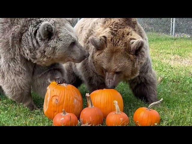 Jenny, Amy and Sonya helping to carve pumpkins.