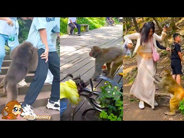 Warning! Stay away from wild monkeys because they are dangerous, they will harm you.