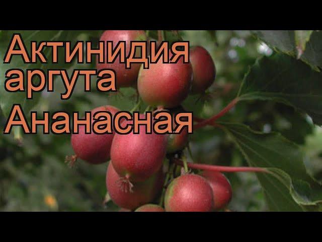 Актинидия аргута Ананасная (ananasnaya)  обзор: как сажать, рассада, саженцы актинидии Ананасная