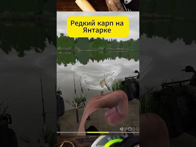 Редкий карп на янтарке в Русская Рыбалка 4