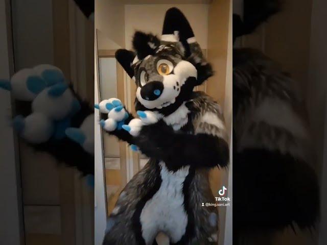 Boop Zone  #furry  #furryfandom #fursuiting #fursuit #fursuiteveryday #furrycommunity