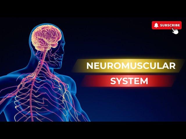 The Science Behind  Muscle Control: InsideThe Neuromuscular System.Brief Introduction.|All Gym