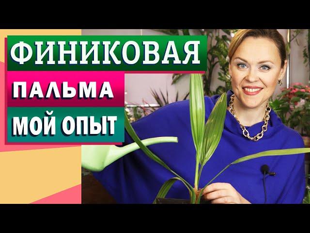 Финиковая пальма - от косточки до дерева!