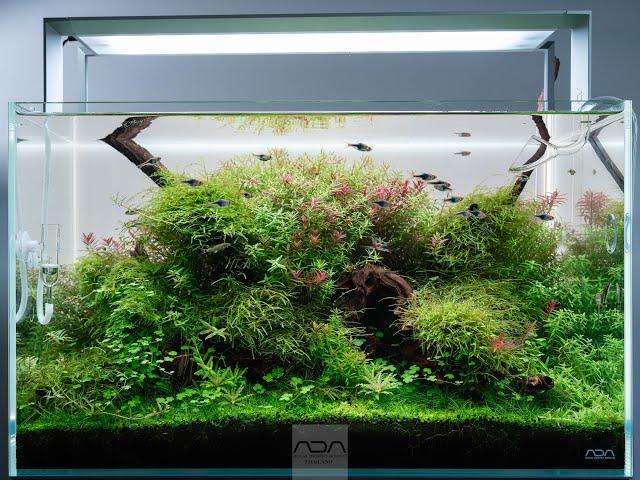 Create Nature Aquarium in Cube Garden 60P By ADA Thailand