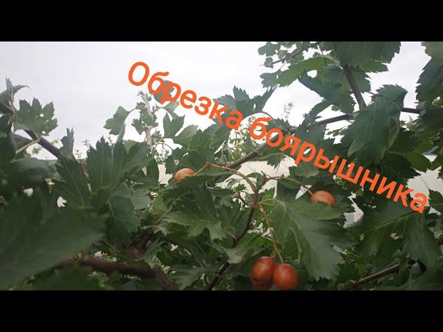 Обрезка боярышника.Подробное видео.