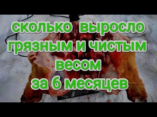 Сколько выросло за 6 месяцев || Вес живой и выход мяса в чистоте поросенка 6 месяцев